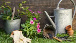Plantor, vattenkanna, trädgårdshandskar